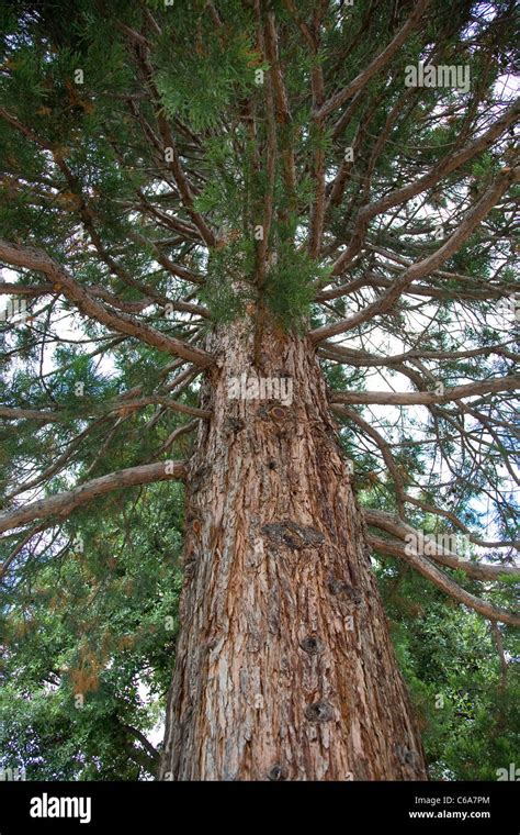 Wellingtonia Tree Stock Photo 38334316 Alamy