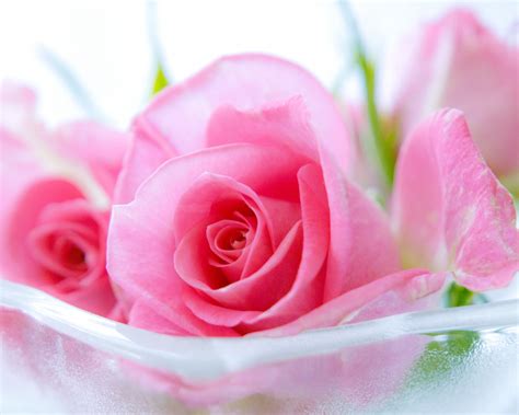 Free Download Pink Roses Widescreen Wallpaper High Definition High
