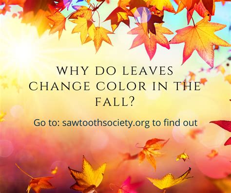 The Science Behind Fall Colors Sawtooth Society