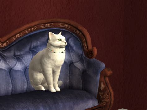 Mod The Sims Chinchilla Cat Breed Updated 211106