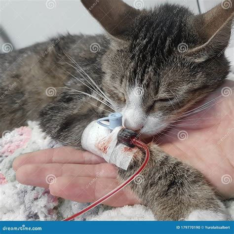 Close Upsick Cat With A Catheter In His Paw Stock Photo Image Of