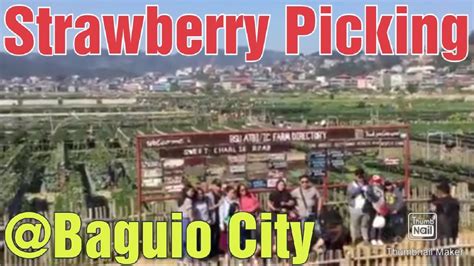 Strawberry Picking At Strawberry Farm Baguio City Summer Capital Of