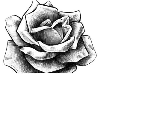 Large Rose Roses Drawing Rose Drawing Pencil How To Draw Hands