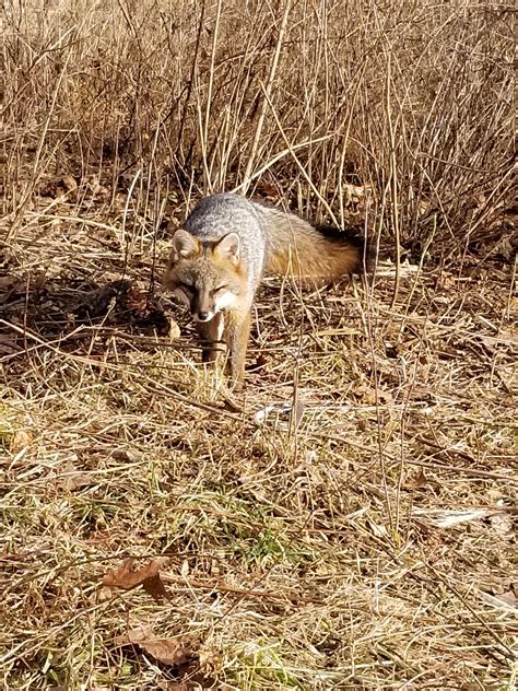 Just Started Trapping This Year Got My First Catch This Morning