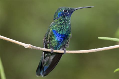 Die kolibris (trochilidae) sind vögel und stellen nach ansicht fast aller autoren die einzige familie der ordnung der kolibriartigen (trochiliformes) dar. Kolibri, 17.05.2008 Kerzers - Tier-fotos.eu