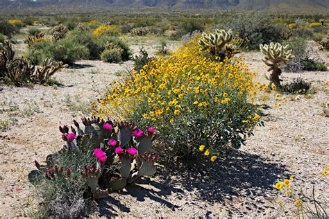 Xeriscaping With Wildflowers: Choosing Wildflowers For Desert Gardens