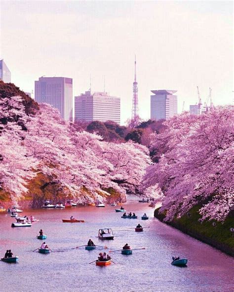 9 Of The Best Places To See Cherry Blossoms In Japan Artofit