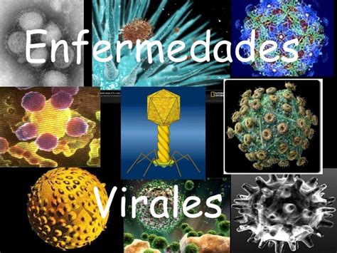 Patologia Virus Enfermedades Virales