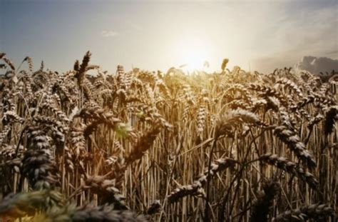 Crisis In Ukraine Can Cause Wheat And Corn Prices To Rise
