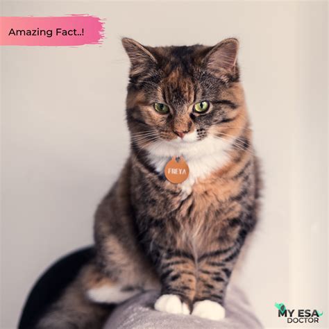 Who can i talk to for legal advice? ESA Letter | Emotional support animal, Animal letters, Animals