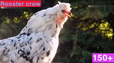 Funny Roosters Crowing Longest Laughing Over 150 Roosters So Funny Pets