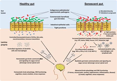 Figure 2 From Gut Microbiome And Aging Physiological And Mechanistic