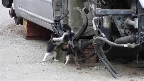 Auto Mechanic Cats Comedy Youtube