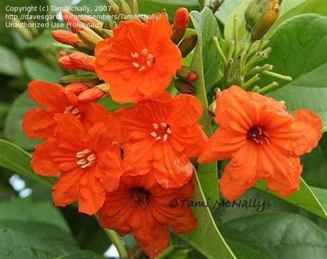 It has extremely showy orange flowers in summer and deep green foliage. Full size picture of Orange Geiger Tree, Geranium Tree ...