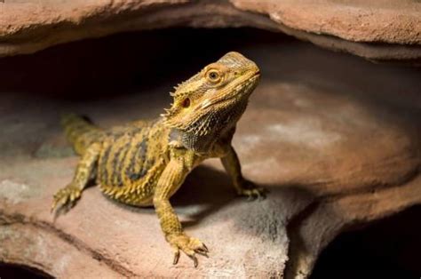 80 Badass Female Bearded Dragon Names Our Fit Pets
