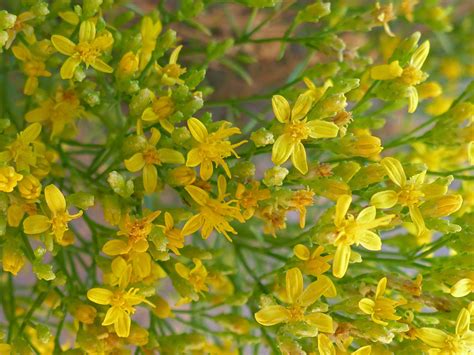 Many Yellow Flowerheads Pictures Of Chrysothamnus