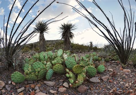 Chihuahuan Desert Plants Adaptations Pets Lovers