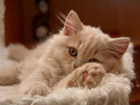 Britisch Langhaar Foto And Bild Tiere Haustiere Katzen Bilder Auf