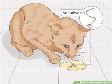 How To Identify Worms In A Cat 14 Steps With Pictures Wikihow