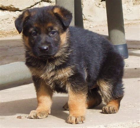 German shepherd puppies are often listed as one of the most popular puppy breeds in the united while the german shepherd has been around for a while, this breed's traits weren't formally this puppy is a heavy shedder and typically sheds more during seasonal changes in spring and fall. German Shepherd breeder in Colorado - Rocky Mountain ...