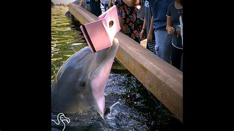 Seaworld Dolphin Steals Visitors Ipad Youtube