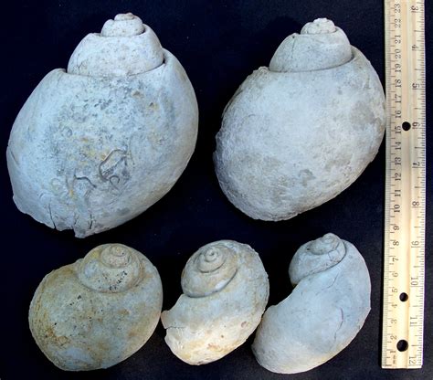 Paleoscene New Fossil Shells