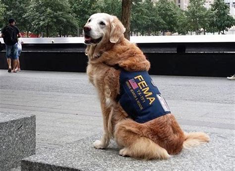 This Is The Last Surviving Rescue Dog From 911 Sitting At Ground Zero