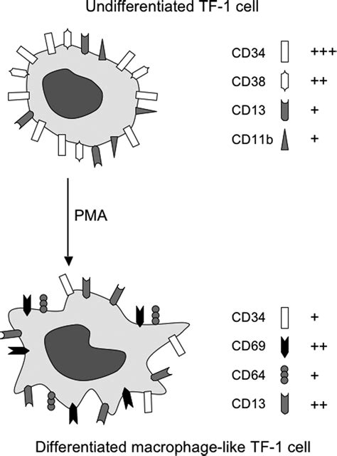 Pma Induced Differentiation Of Tf 1 Cells The Level Of Specific Cell