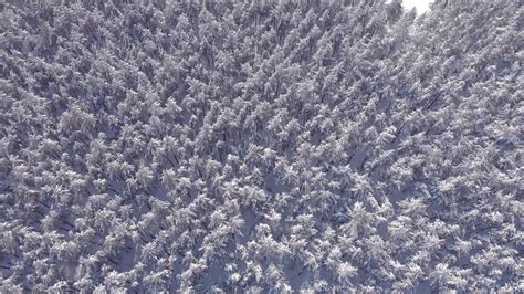 Aerial View Low Flight Over Snowy Spruce Forest In Winter Aerial Shot