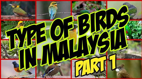 Daftar lengkap harga burung di indonesia yang selalu ter update mengikuti harga burung terbaru mulai dari jalak thailand/malaysia jambul. JENIS BURUNG DI MALAYSIA DAN NAMA SAINTIFIK | TYPE OF ...