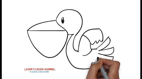 Easy Step For Kids How To Draw A Pelicans Youtube