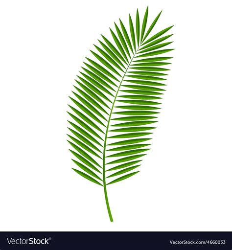 Palm Leaf Royalty Free Vector Image Vectorstock