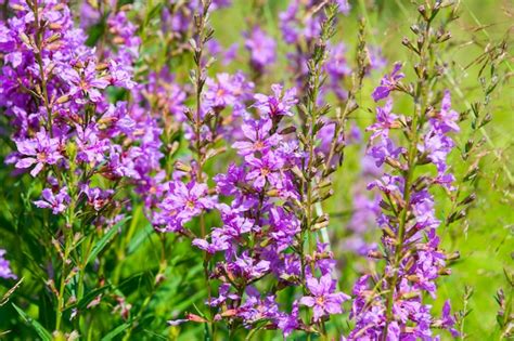 Premium Photo Summer Meadow With Purple Flowers In The Green Grass