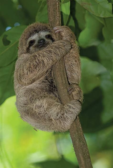 Sloth Hugging A Tree Sloths To Annoy Marylou Pinterest