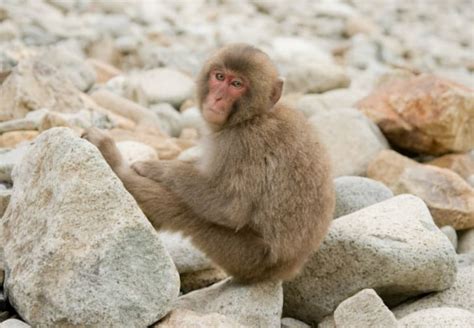 11 Adorable Facts About Snow Monkeys Mental Floss
