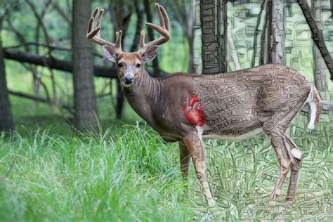Whitetail Deer Anatomy An Ethical Hunters Perspective