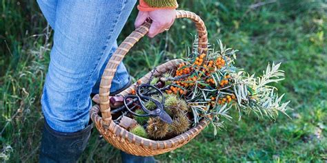 Go Wild Foraging Walk With Gourmet Gathering Wye Valley River Festival