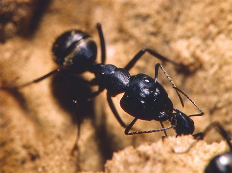 Life Cycle Of The Black Carpenter Ant Picture Of Carpenter