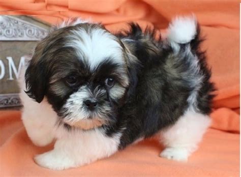 Review how much shih tzu puppies for sale sell for below. Shih Tzu Puppies For Adoption - Pets Rehoming, Dubai City