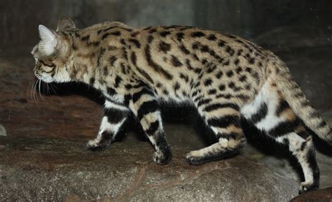 Wild Cats The Black Footed Cat