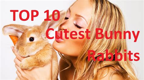 Top 10 Cutest Bunny Rabbits And Funny Bunny Rabbit Pets