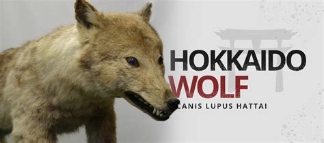 Hokkaido Wolf Canis Lupus Hattai Wolf Stuff