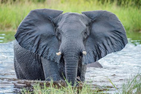 Grey Elephant In Water Photographed By Felix M Dorn Relephants