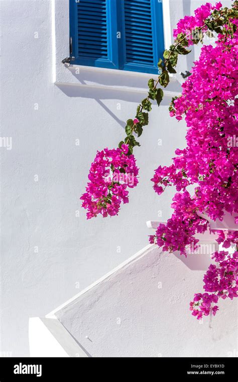 White House And Blue Window Santorini Pink Flowers Greece Bougainvillea