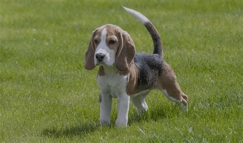 Beagle Dog Names: 150+ Name Ideas for Beagles... What's Your Pick?