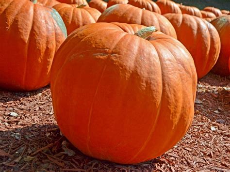 Pin By Judyaviles On Pumpkin Patch Growing Pumpkins Pumpkin