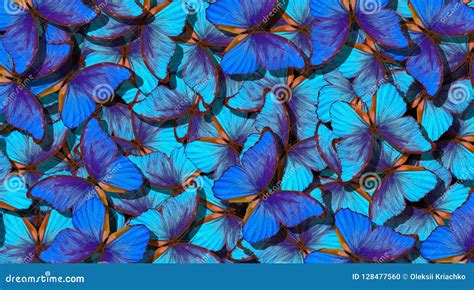 Alas De Una Mariposa Morpho Vuelo Del Fondo Abstracto De Las Mariposas Azules Brillantes Stock