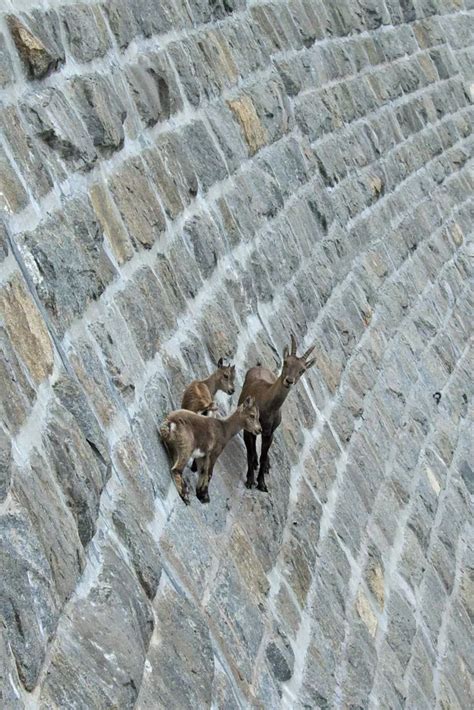 Close Up Of Goats On The Dam Mirror Online
