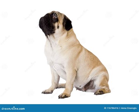 Pug Dog Isolated Sitting And Looking Up Stock Photo Image Of Closeup