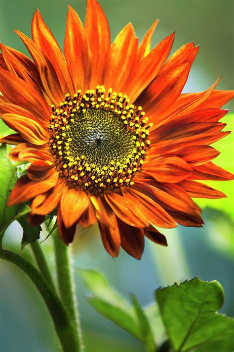 Orange Sunflower Photograph By Christina Rollo